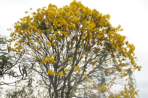 gelbe Ipe-Bäume auf dem Bauernhof GOLDEN TRUMPET