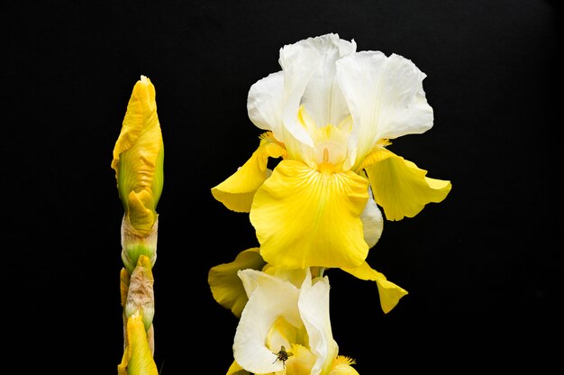 Gelbe Iris auf schwarzem Hintergrund