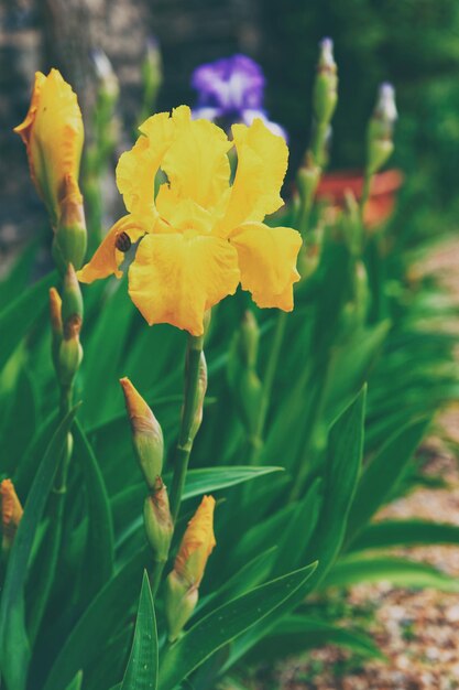 Gelbe Iris im Küchengarten im Loire-Tal in Frankreich. Getönt