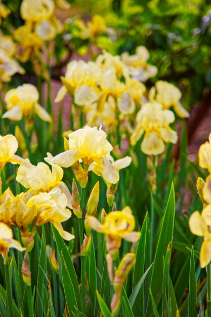 Gelbe Iris im Küchengarten in Audley