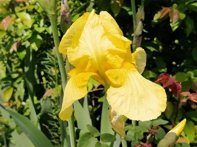 Gelbe Iris Nahaufnahme Anmutige Blume im Garten