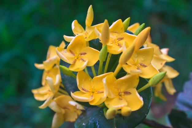 gelbe Ixoras, westindische Jasminblume