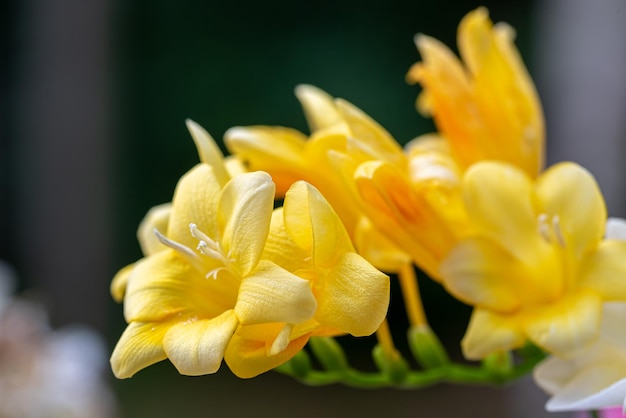 gelbe junge frische Freesienblume