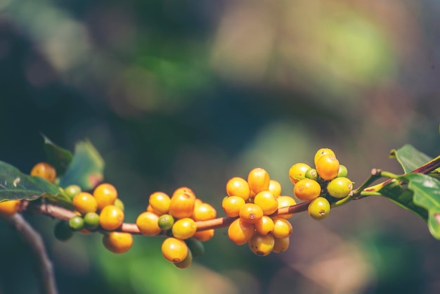 Gelbe Kaffeebohne Beerenpflanze Wachstum des frischen Samenkaffeebaums in Yellow Bourbon Öko-Biobauernhof Nahaufnahme gelber reifer Samenbeeren ernten Arabica-Kaffeegarten Frische Kaffeebohne grüner Blattstrauch