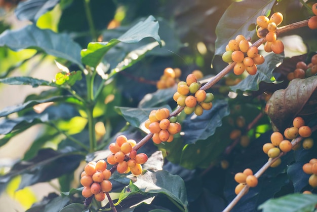 Gelbe Kaffeebohne Beerenpflanze Wachstum des frischen Samenkaffeebaums in Yellow Bourbon Öko-Biobauernhof Nahaufnahme gelber reifer Samenbeeren ernten Arabica-Kaffeegarten Frische Kaffeebohne grüner Blattstrauch