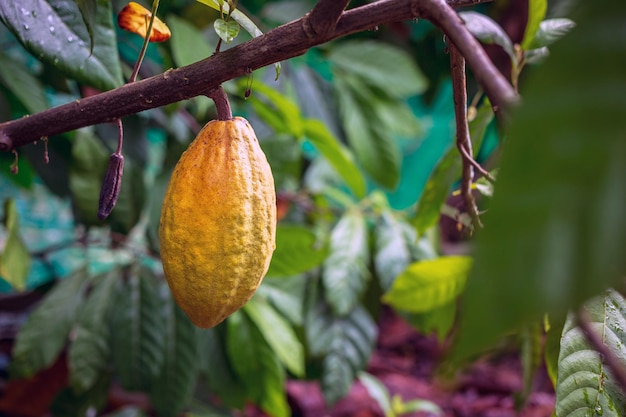 Gelbe Kakaofrüchte wachsen auf Bäumen. Der Kakaobaum Theobroma cacao mit Früchten. Reifer Kakao-Kakaobaum