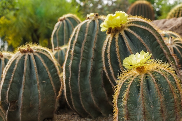 gelbe Kaktusfeigenblume in voller Blüte