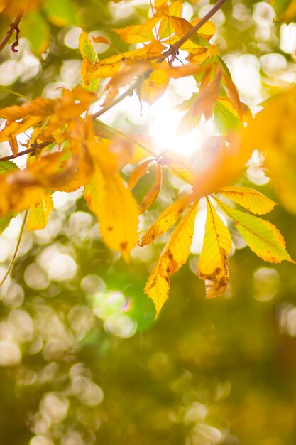 Gelbe Kastanienblätter auf Bäumen Goldene Blätter im Herbstpark Gelbe Blätter auf verschwommenem Hintergrund