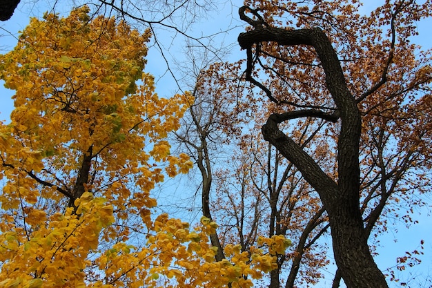 Gelbe kastanienkrone und braune krone einer alten eiche vor blauem himmel im herbst