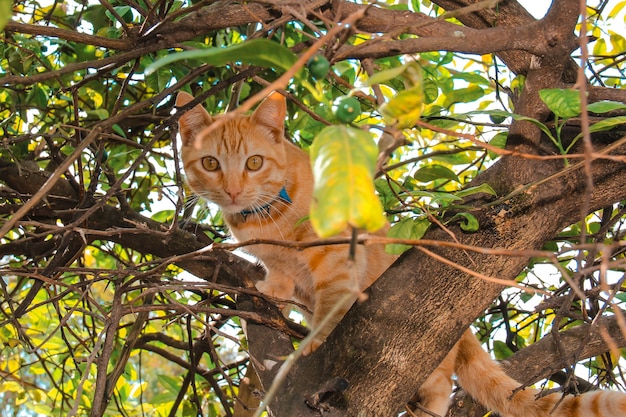 Gelbe Katze auf einem Baum