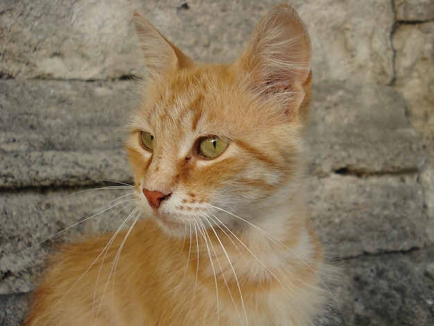 Gelbe Katze Close Shot Fotografie