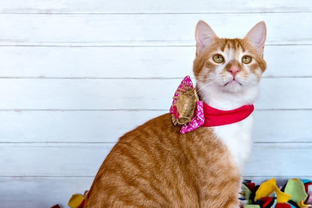 Gelbe Katze mit Strohhut Juni-Feierhaustier