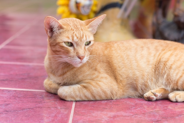 Gelbe Katze während der entspannenden Zeit