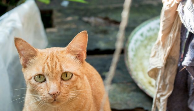 Foto gelbe katze