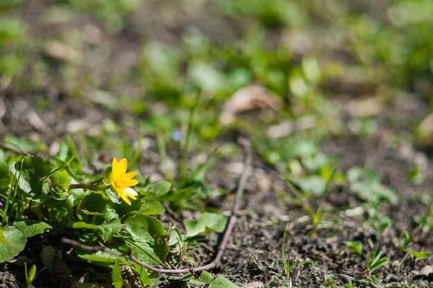 Gelbe Kingcup-Nahaufnahme auf unscharfem Hintergrund Blumen mit grünen Blättern mit Bokeh Foto des neuen Lebens Foto für Tag der Erde am 22. April