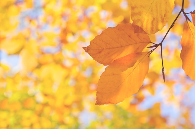 Gelbe Kirschblätter im bunten Herbstpark