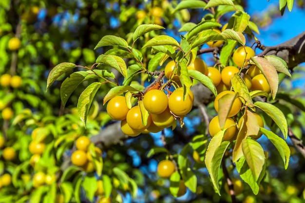 Gelbe Kirschpflaumen reifen auf einem Ast Kleine Helty-Früchte an den Ästen eines Busches