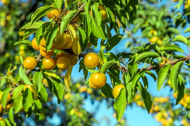 Gelbe Kirschpflaumen reifen auf einem Ast Kleine Helty-Früchte an den Ästen eines Busches