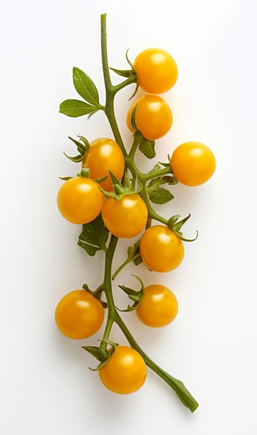 Gelbe Kirschtomaten auf einem Zweig