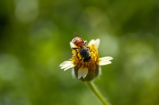 Gelbe kleine Biene, die Pollen an gelber winziger Blumenblume auf grünem natürlichem Hintergrundunschärfe sammelt