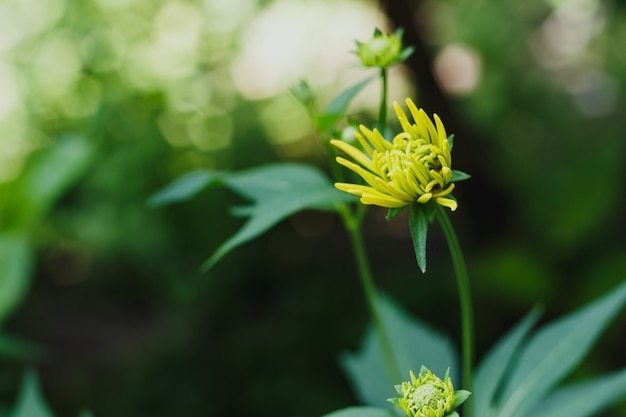 Gelbe Knospe von Rudbeckia laciniata hortensia