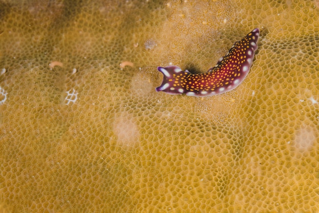 Gelbe Korallen Textur mit einem roten Nudibranch