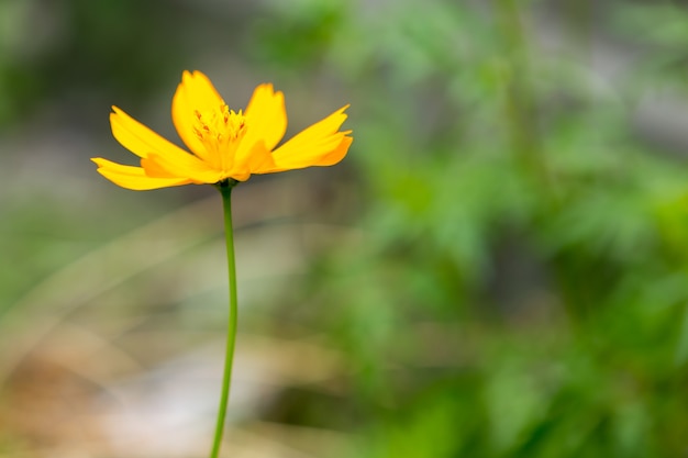 Gelbe Kosmosblume weicher Fokus mit rechtem Kopienraum für Text