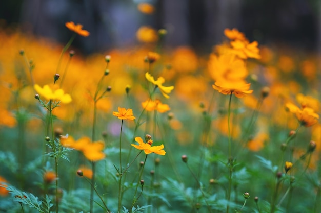 Gelbe Kosmosblumen, die im Garten blühen