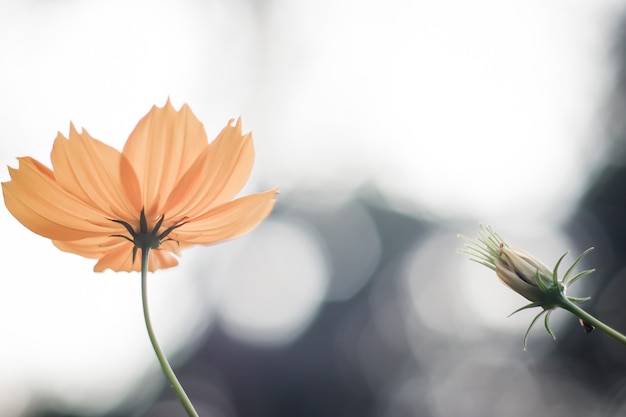 Gelbe Kosmosblumen sind Blüte. einzelne blühende gelbe Blüten