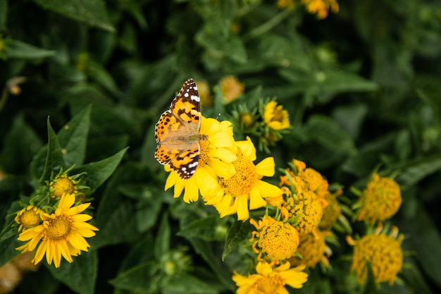 Gelbe Kosmosblumen und -schmetterling