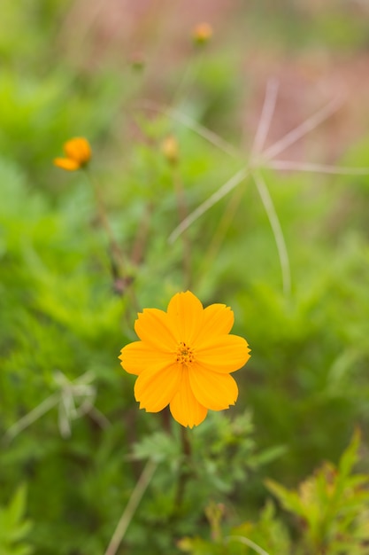 Gelbe Kosmosblumen