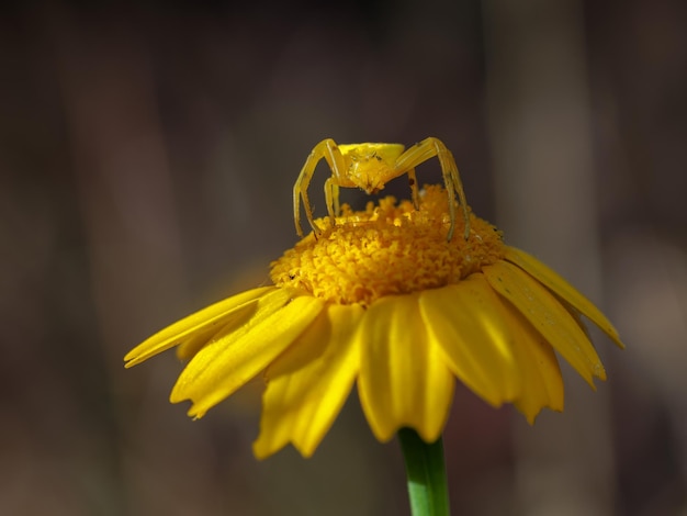 Gelbe Krabbenspinne auf einem gelben Gänseblümchen