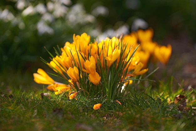 Gelbe Krokusblumen, die in einem Garten oder einer Waldwiese draußen in der Sonne wachsen Nahaufnahme eines schönen Haufens blühender Mammutpflanzen mit lebendigen Blütenblättern, die im Frühling in der Natur blühen