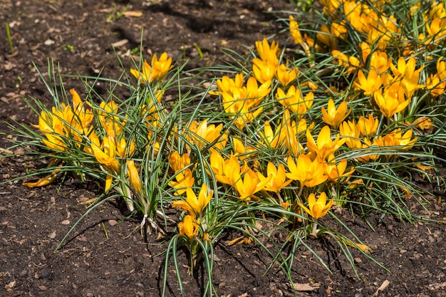 Gelbe Krokusblumen im Garten. Frühling