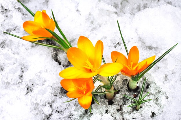 Gelbe Krokusblumen im Schnee