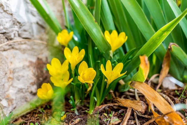 Gelbe Krokusblumen