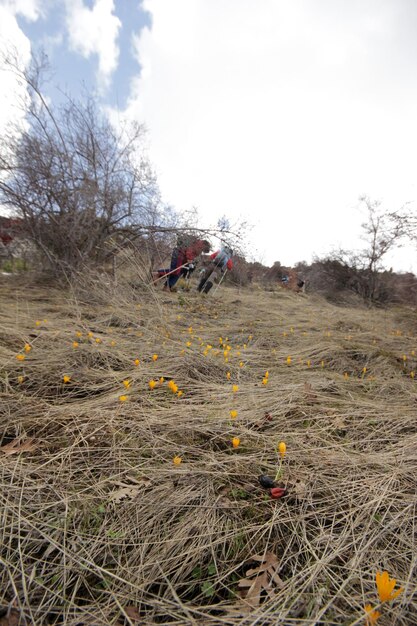 gelbe krokusse blühen im frühjahr