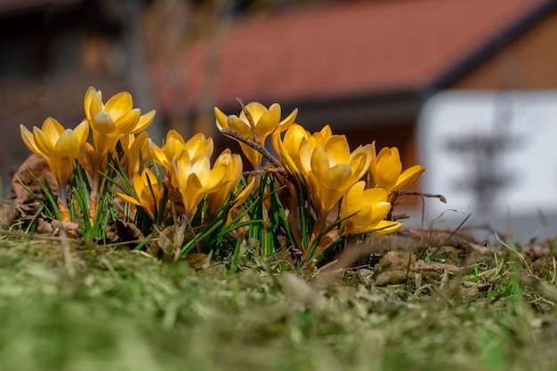 Gelbe krokusse im frühjahr