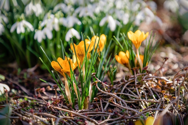 Gelbe Krokusse und weiße Schneeglöckchen, Frühling