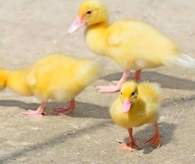 Gelbe Küken, die in den Yard gehen