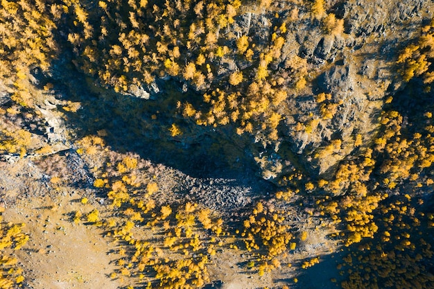 Gelbe Lärchen am Berghang im Herbst. Vertikale Luftaufnahme von oben nach unten. Altai, Russland.