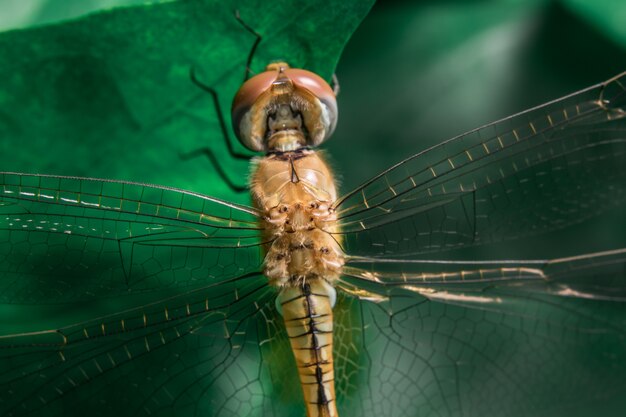 Gelbe Libelle auf Blatt