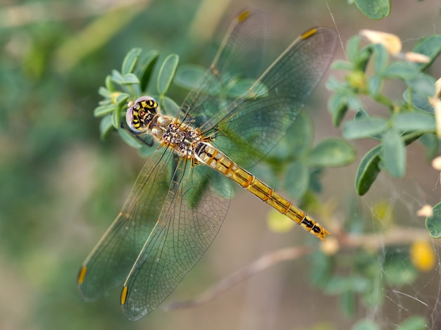 Gelbe Libelle auf Grün