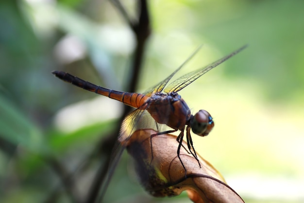 gelbe Libelle mit grünem Hintergrund