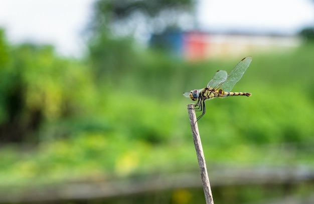 Gelbe Libelle mit schwarzen Flecken auf dem Körper, die auf einem abgestorbenen Ast ruht