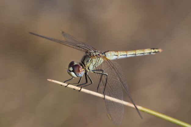 Gelbe Libelle