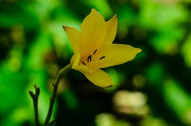 Gelbe Lilie auf einem Blumenbeet in einem Garten