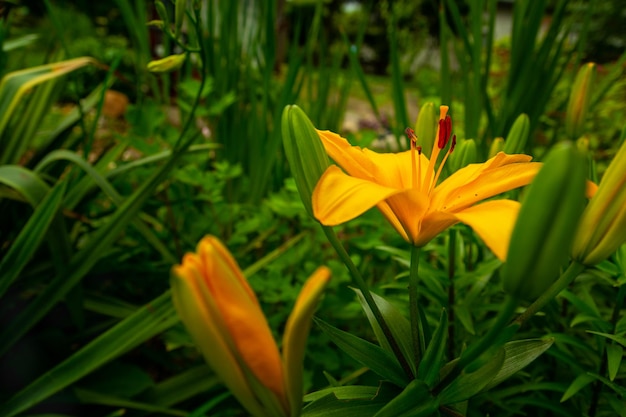 Gelbe Lilienblume im grünen Garten