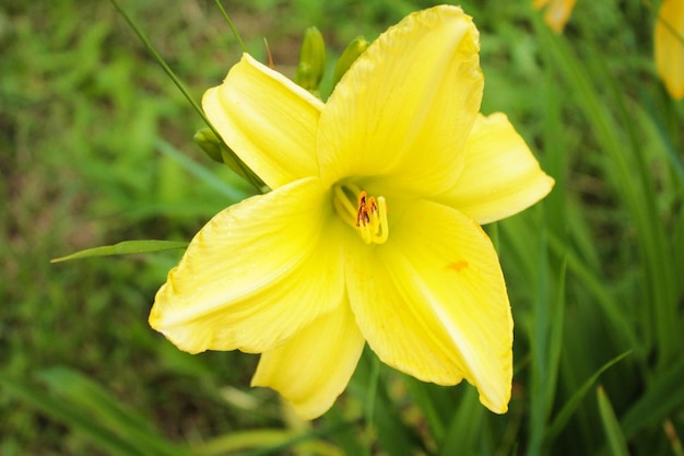 Gelbe Lilienblume lächelt ihre Freundinnen an und bringt Freude