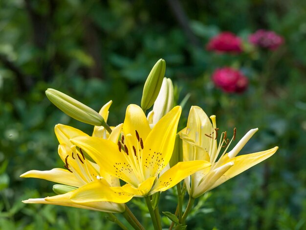 Gelbe Lilienblumen im Sommergarten auf unscharfem grünem Hintergrund Geringe Schärfentiefe